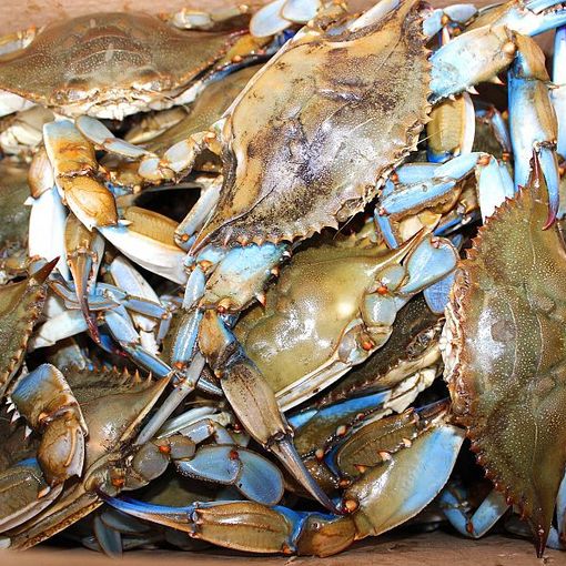 Campi in crisi e boom specie aliene, la colpa è del clima
