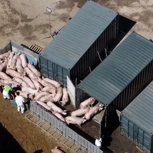 Peste suina: nuova ordinanza di Regione Lombardia per Milano e Pavia