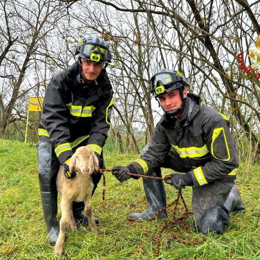 Lomello, i Vigili del fuoco recuperano un agnello caduto nella scarpata