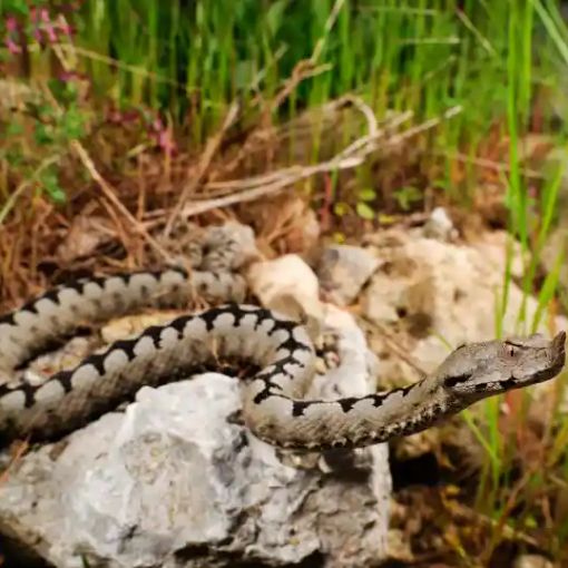 Novarese: morso da vipera ricoverato in codice rosso