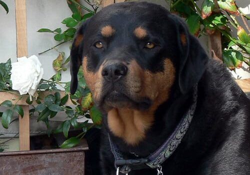 Rho: uomo aggredito da rottweiler