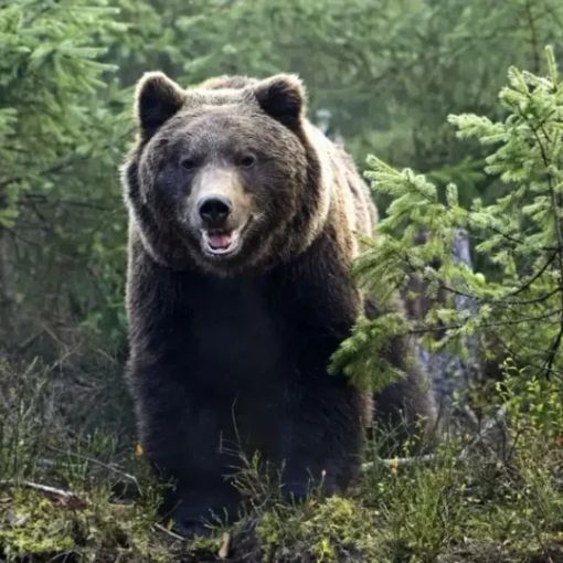 Trentino, abbattuto l’orso M91
