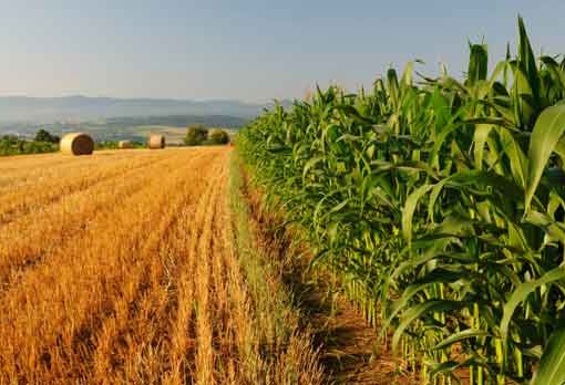 Bracciante deceduto in campagna, indagato imprenditore agricolo a Olevano