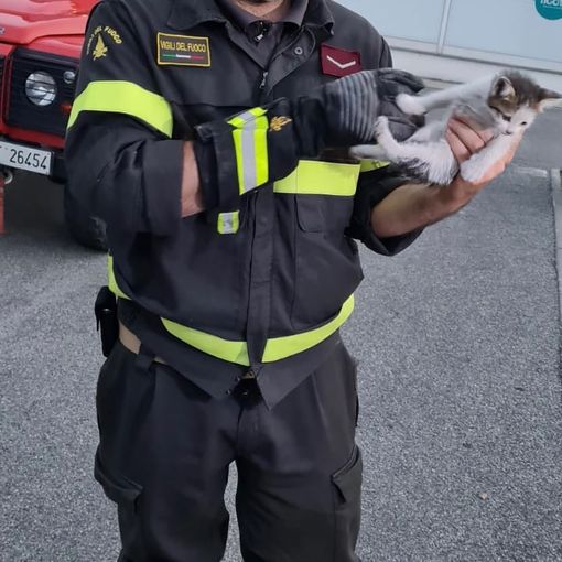 Broni: gattino intrappolato nel vano auto, salvato dai Vigili del fuoco