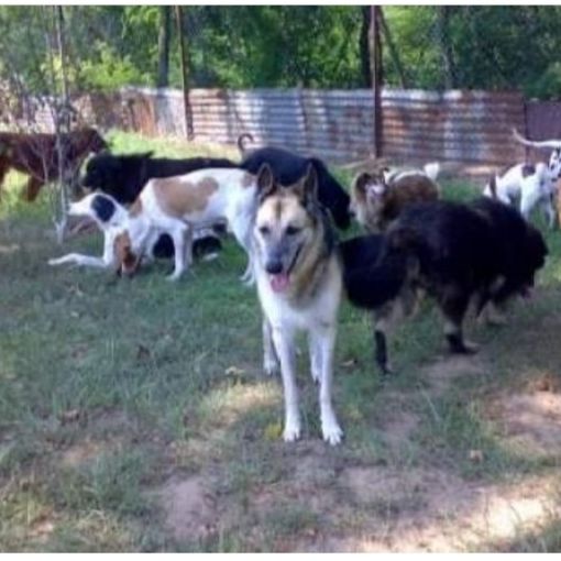 Robbio, l’Oasi Shangai chiede aiuto con una raccolta online per le profilassi del branco di cani ospitati nella struttura