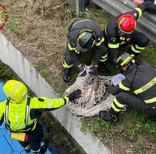 Capriolo finisce nel Naviglio Grande: salvato dai Vigili del Fuoco