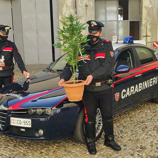 Pavia: ai domiciliari sorpreso con una serra di cannabis, in manette un 24enne