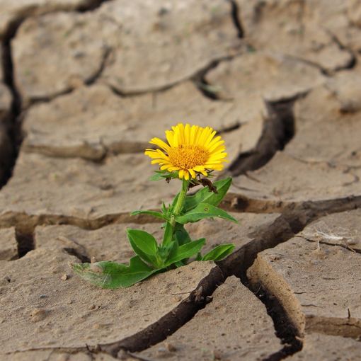 foto tratta da Pixabay.com