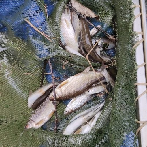 Recuperati oltre 70 kg di pesce alla Roggia Laghetto, Bareggia e Cavo Socio di Gaggiano
