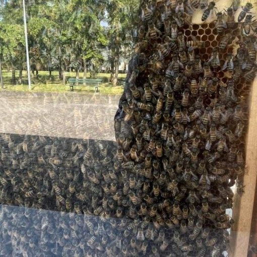 Trecate: “Giornata Mondiale delle Api” al bioparco e nel giardino dei ciliegi