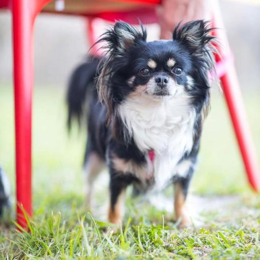 Lettere al Direttore, Vigevano: cane smarrito in via Borgomanero l'appello del proprietario
