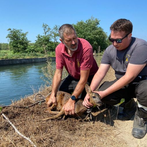 Garlasco: cucciolo di capriolo resta intrappolato nel canale irriguo, i pompieri lo salvano