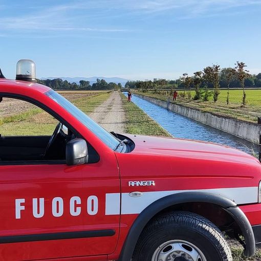 Gropello Cairoli: daino cade in un canale artificiale pieno d'acqua con sponde in cemento, messo in salvo dai Vigili del fuoco