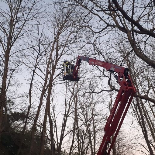 Mortara: gatto su un albero salvato da giardiniere e Vigili del fuoco