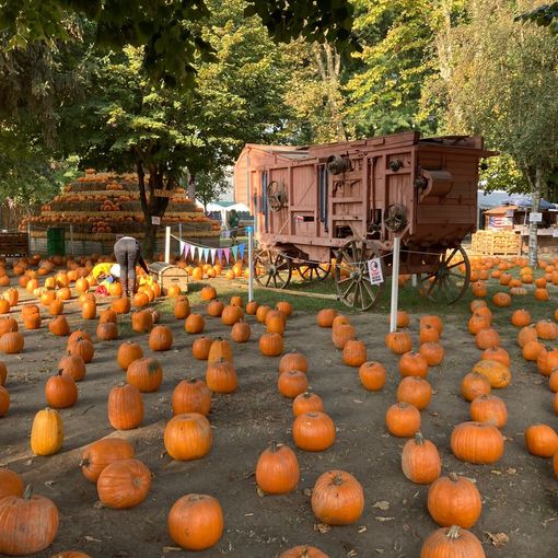 Al Pumpkin Patch alle porte di Pavia è tempo di Caccia alle Zucche