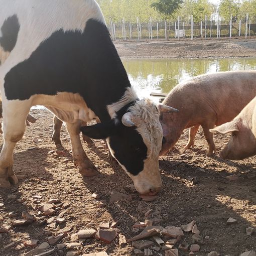 Cilavegna: allevamento abusivo e macellazione clandestina. Un centinaio fra suini e bovini a rischio abbattimento