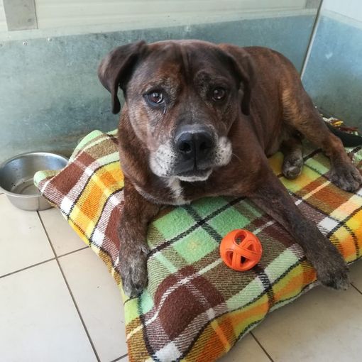 Maicol, il cane salvato dal veleno