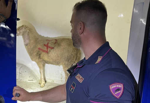 La pecora trovata legata nel cassone di un furgone a Novara (foto da Newsnovara.it)