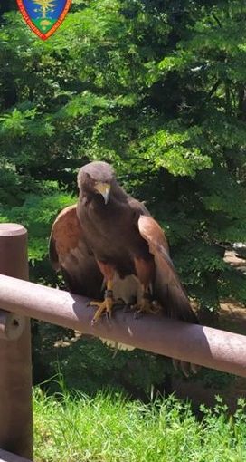 Novara: catturata sul Baluardo Sella una Poiana di Harris