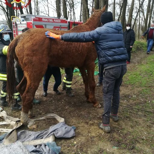 Pavia: cavalla cade in un canale, salvata dai Vigili del Fuoco