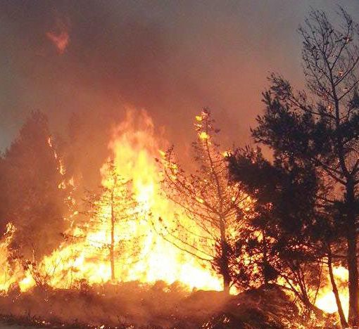 Incendi, l’allarme della Coldiretti, +153% in Italia