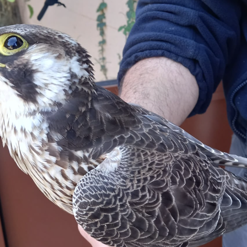 Un falco impatta contro le vetrate dell'ufficio di ATS a Malnate (VA)