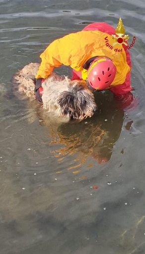 Cane cade nel canale, recuperato dai Vigili del Fuoco