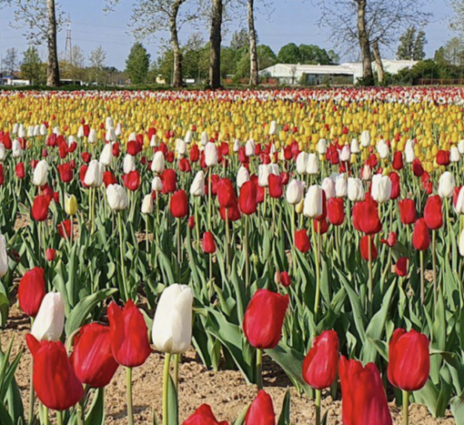 Torna il campo di tulipani di Arese: dagli ingressi gratuiti ai nuovi fiori. Qui novità e gli orari