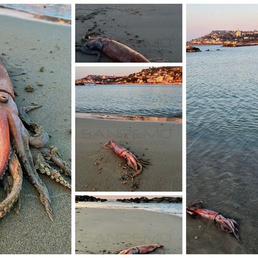 IL GESTO. Arma di Taggia: grosso totano &quot;spiaggiato&quot;, fotografato e rimesso in mare