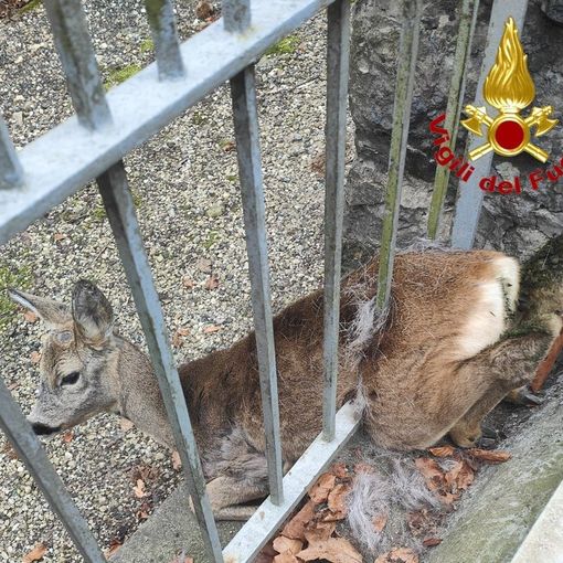 FOTO. Capriolo intrappolato in una recinzione, nel Varesotto arrivano i vigili del fuoco