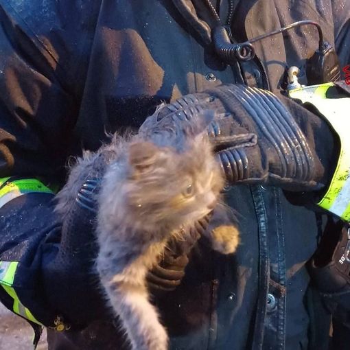 FOTO - Gatto si incastra tra le ruote posteriori di un'auto nel Varesotto. Lo salvano i vigili del fuoco