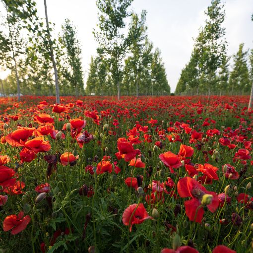 Vigevano: i papaveri nel campo della Morsella, immortalati negli scatti di Maurizio Denti Pompiani