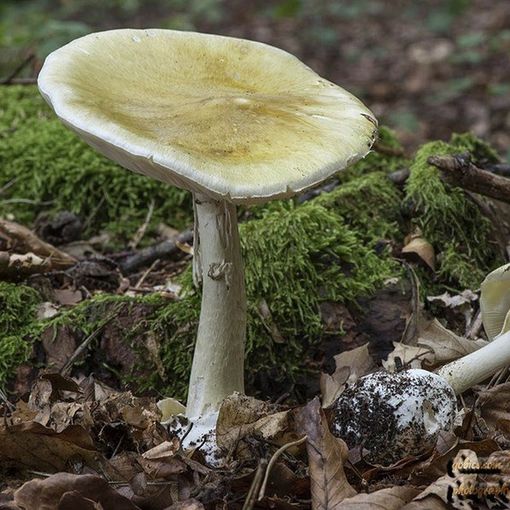 Tragedia nel Comasco: mangia funghi velenosi e muore. Gravi la moglie e la badante