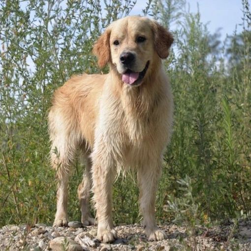 Vercelli: Sos per Adone, fuggito spaventato dopo l'incidente mortale