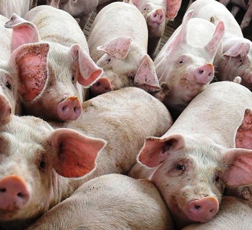 Ats Pavia, peste suina africana: &quot;Massima allerta e prevenzione per evitare i contagi&quot;