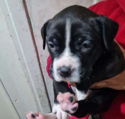 Pioltello: cuccioli di Amstaff venduti illegalmente