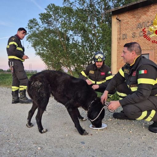 Sommo, i Vigili del fuoco salvano un cane di grossa taglia sulle rive del Po. Si cerca il proprietario