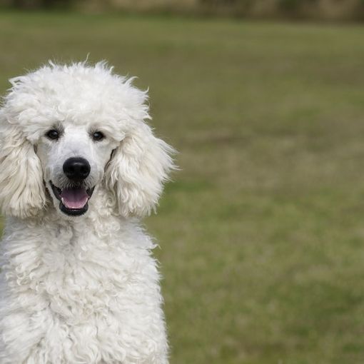 Il cucciolo di barboncino in realtà è una truffa: il sogno di un cagnolino sfuma insieme a 900 euro