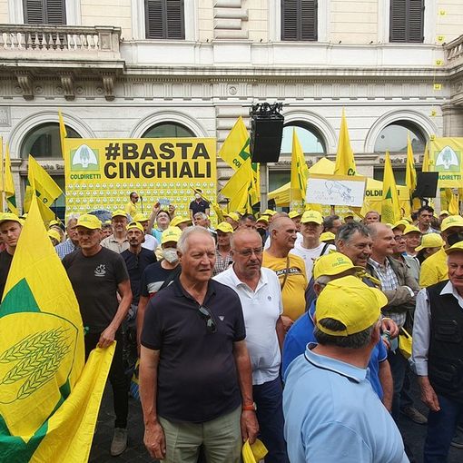Peste suina, a rischio 4 salumi di qualità su 5. Coldiretti: abbattere cinghiali, veicolo malattia