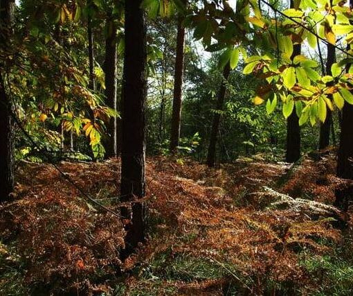 Ora i boschi del Parco Ticino hanno il marchio FSC