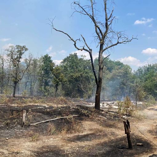Tre ettari di bosco a fuoco a San Martino di Trecate