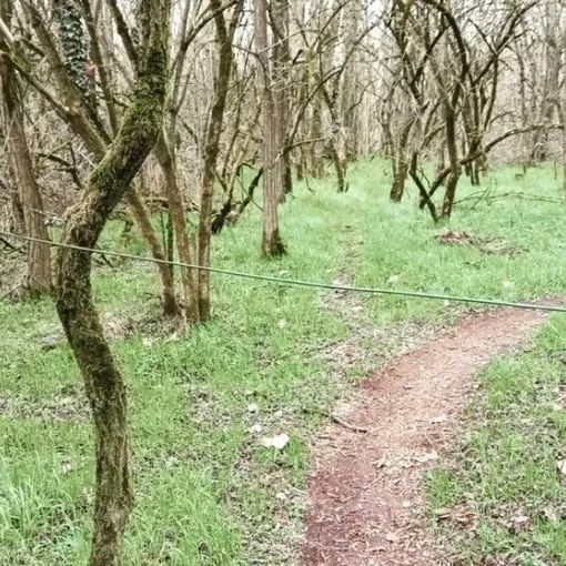 Il cavo apparso ad altezza gola nel Bosco del Vignolo (foto tratta da Facebook)