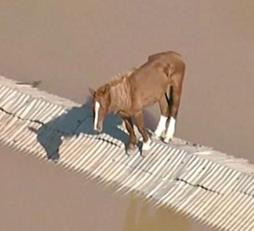 Alluvione Brasile, la storia di Caramelo: il cavallo salvato dopo ore sul tetto
