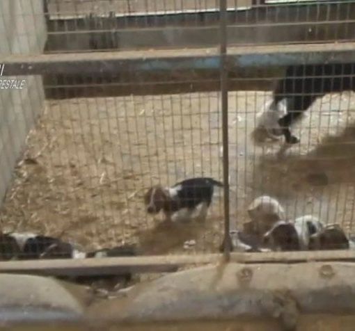 Novarese, allevamento abusivo e ‘lager’ di bulldog: sequestri e denunce