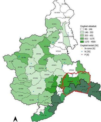 Cresce la preoccupazione per la peste suina africana: altri cinque casi accertati tra Piemonte e Liguria