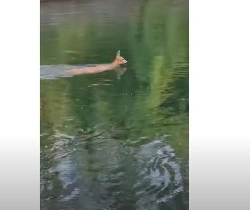 VIDEO - Un cerbiatto scivola nella diga del Panperduto e si salva nuotando fino a riva