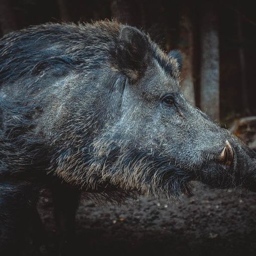 Zerbolò: auto si scontra con un cinghiale sulla provinciale 185, illeso il conducente