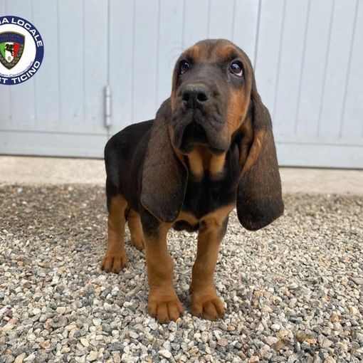 Una cucciola di bloodhound 'arruolata' dalla Polizia locale di Trecate