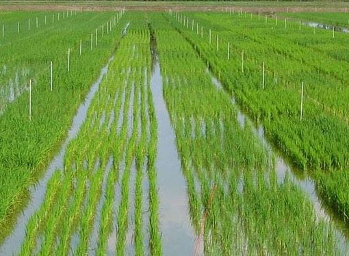 Riso, crolla la produzione in Lombardia: meno 200 milioni di chili