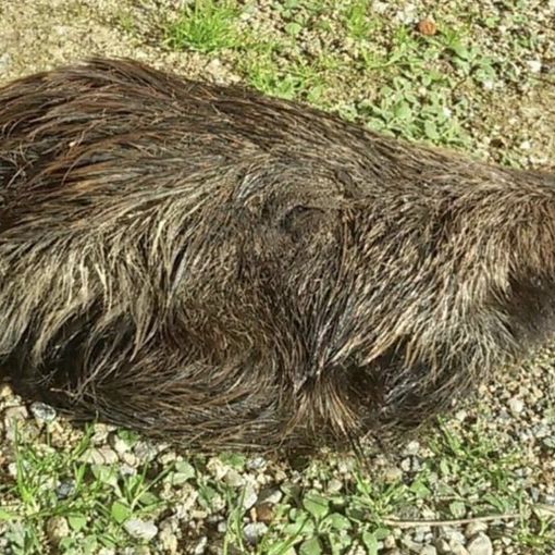 Una testa di cinghiale davanti alla porta del consigliere con cui aveva contrasti